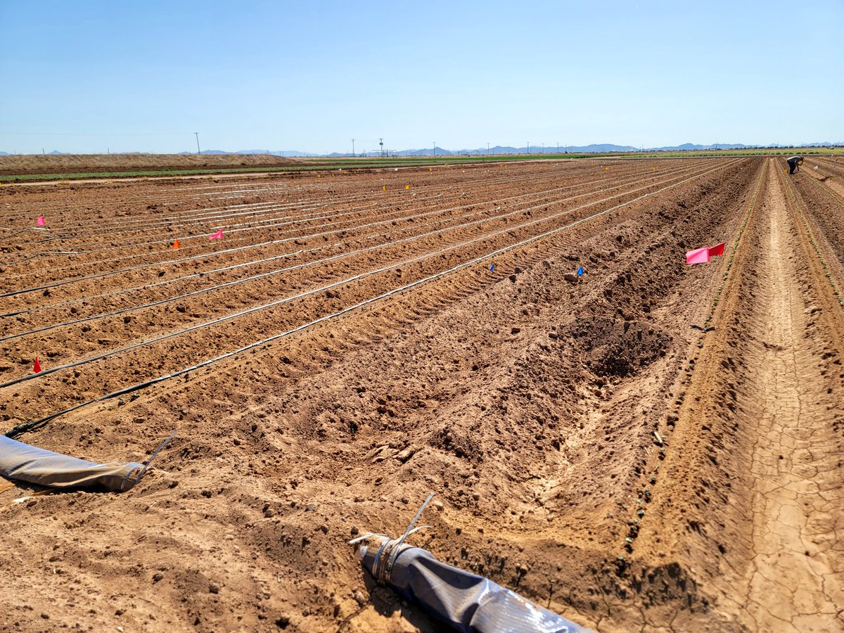 DebankurSanyal's tweet photo. We are evaluating soil health under different irrigation strategies... field is laid out, and cotton seeds have germinated... fingers-crossed!
#SoilHealthExtension
#SoilHealth
#SustainableAgriculture
#HealthyDesertSoilsInitiative https://t.co/hDFeGY66fB