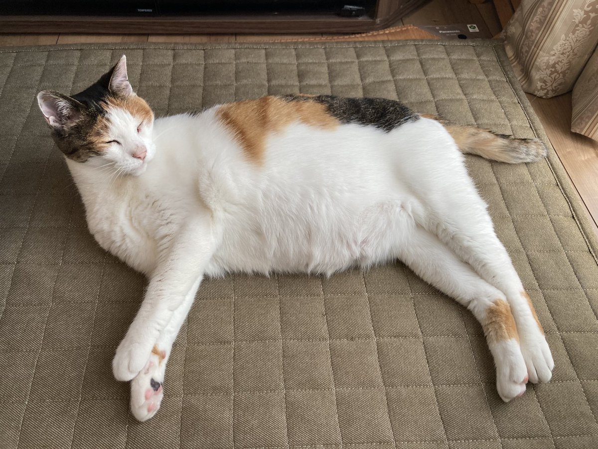 ug_ene's tweet photo. Healed when seeing her relaxes. #calicocat https://t.co/TJ6fZ5T3m2