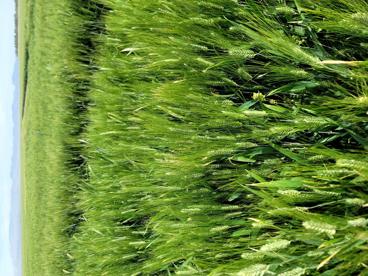 DebankurSanyal's tweet photo. #SmallGrains in rotation help building #HealthySoils.. we are testing #wheat and #barley performance under #deficit irrigation strategies. We are also tracking #SoilHealth.
#SoilHealthExtension
#HealthyDesertSoilsInitiative
#SustainableAgriculture https://t.co/ofFkGZhODM