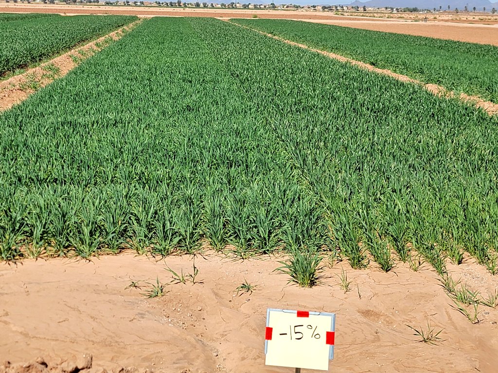 #SmallGrains in rotation help building #HealthySoils.. we are testing #wheat and #barley performance under #deficit irrigation strategies. We are also tracking #SoilHealth.
#SoilHealthExtension 
#HealthyDesertSoilsInitiative 
#SustainableAgriculture