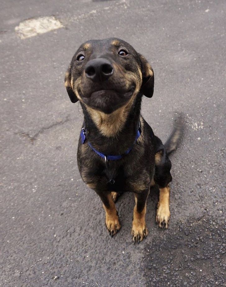 NecesitoUnPerro's tweet image. Esa carita enamora!!