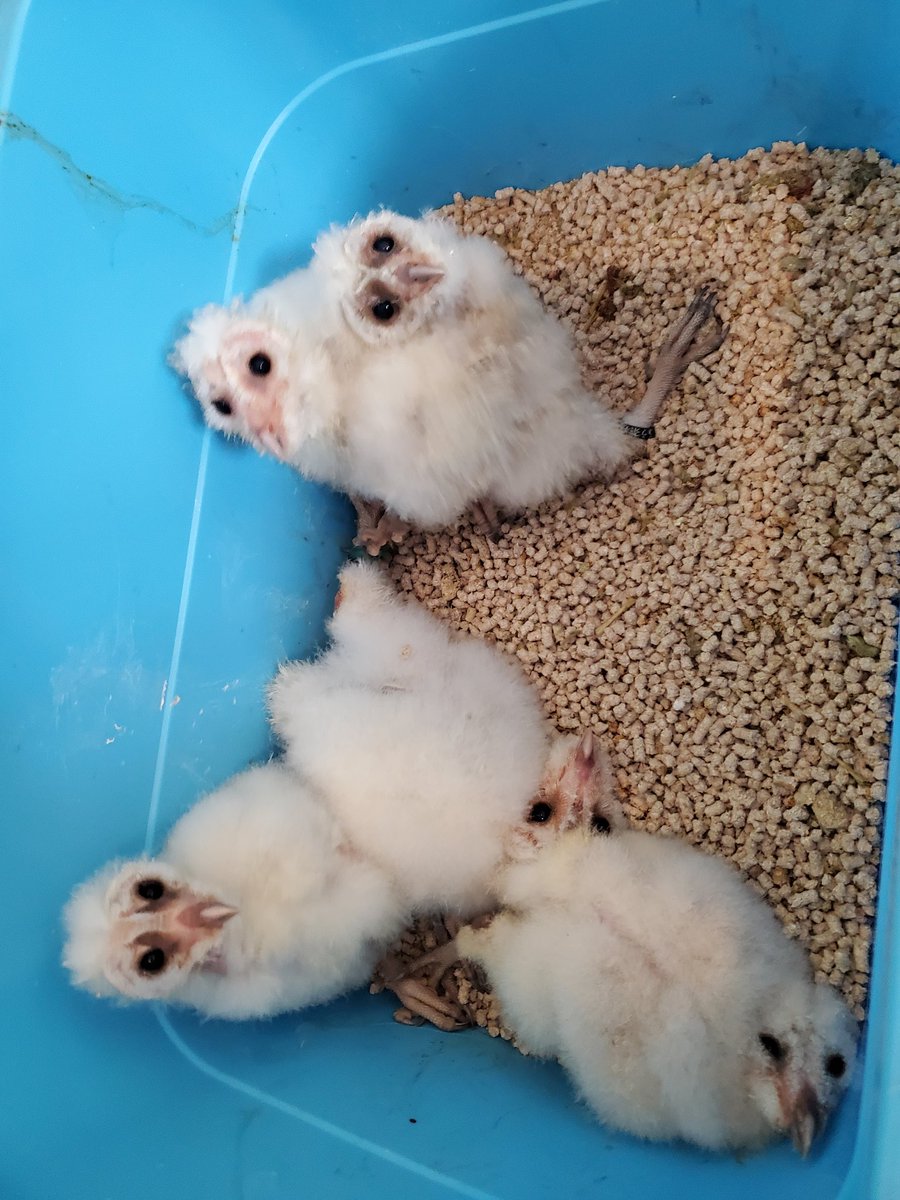 fukurousaboo's tweet photo. 本日オープンしました🦉
国分寺のお店の営業日はあと2日です
よろしくお願いいたします🎵
#ふくろう茶房 #フクロウカフェ #fukurousabou #国分寺 #可愛いと思ったらRT #メンフクロウ #ふくろう #owlcafe #猛禽類 https://t.co/YE39DowTpY