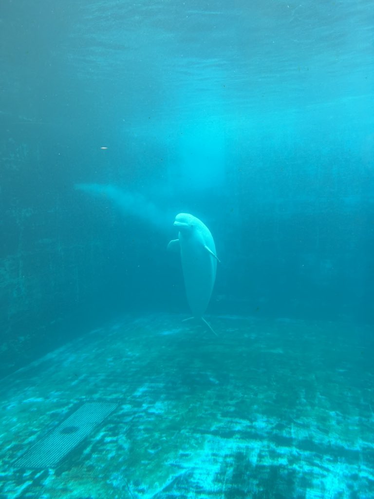 walruswhisperer's tweet photo. I’m in South Korea filming captive whale and dolphin facilities as part of a documentary project. This tank is at SeaWorld, Geoje Island. This is Otis, a male beluga whale. These tanks are straight out of nightmares. We gotta get them out! #FreeTheWhales https://t.co/OQ98JpH7z9