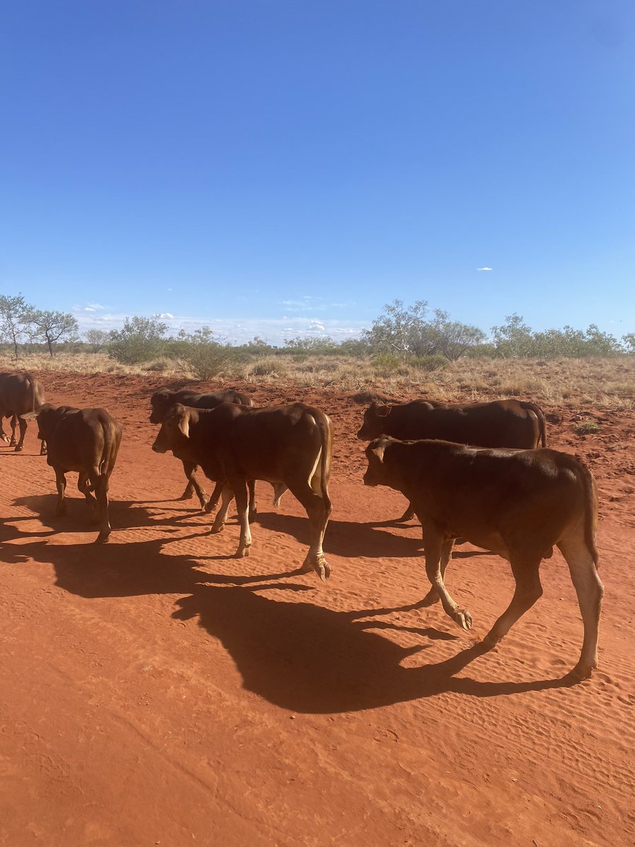 ✈️ Jill’s gone west 🌏
It’s been a great working with pastoralists in the Gascoyne region of WA with the Roaming the Rangelands project.  Helping the modern megafauna shape our future landscapes. We can’t wait to bring these experiences back to our clients in the east.