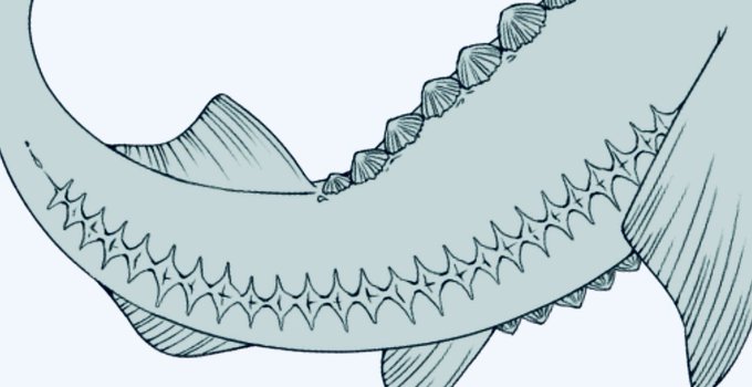 「shark tail sharp teeth」 illustration images(Latest)