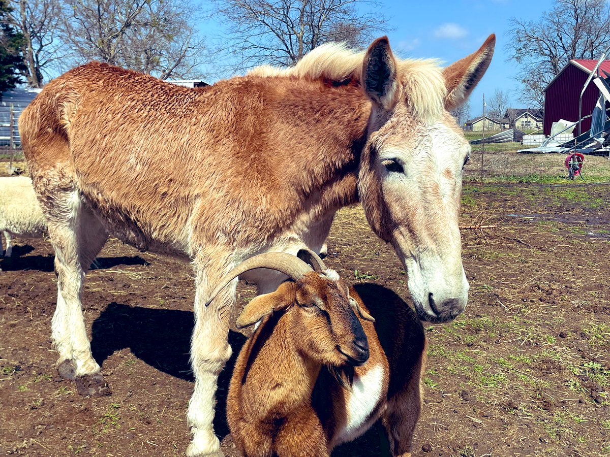 TXHorseRescue's tweet photo. Finally found some of y'all!   Texas State of Mind is @bray4peace and this account is obviously mine for Texas Horse Rescue.  Figured we could connect here, too!  Let me know what other Grizzlies I'm missing 🐻@captainprimate @Be__Holder @mr_gribi @truecrimegisela https://t.co/D2Mdgt2Dp4