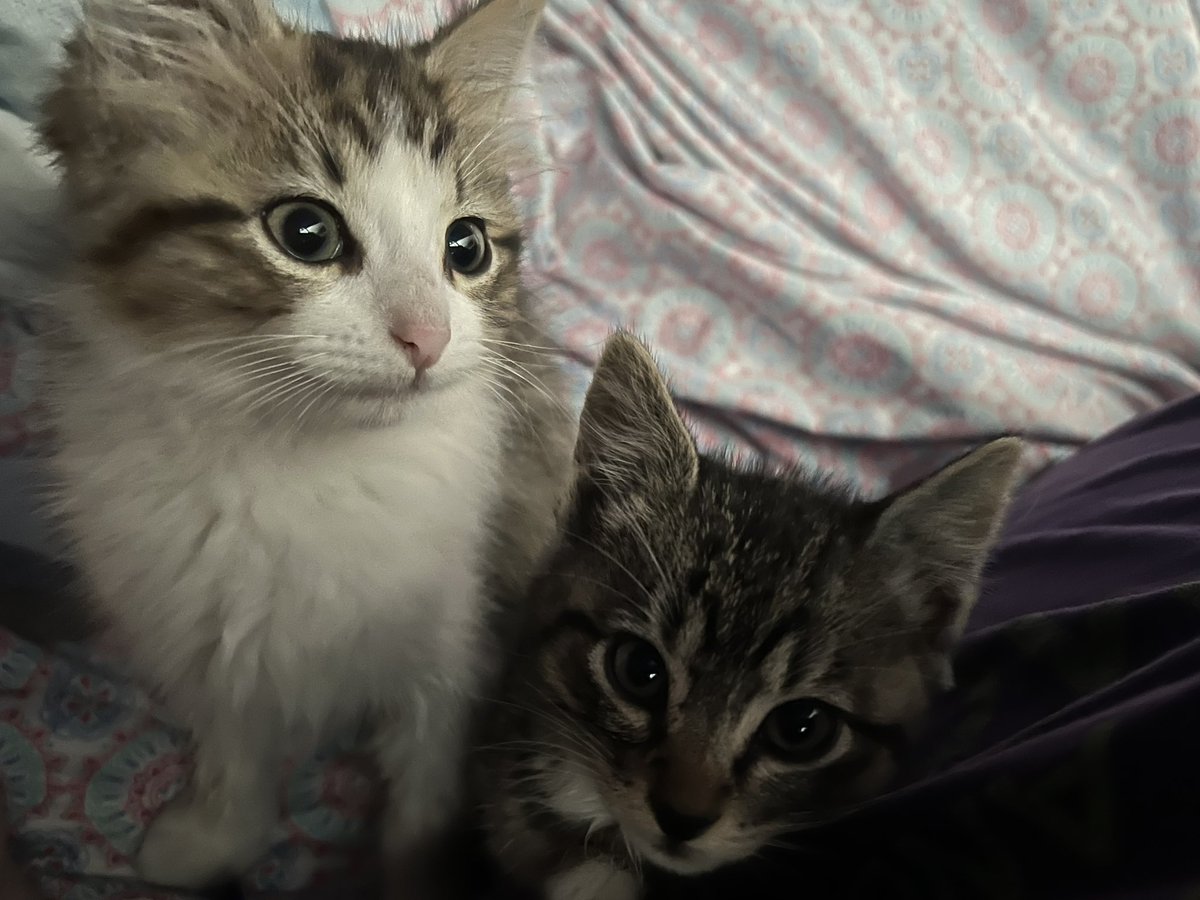 My new babies Artagan McFly and Jester Lavorre ❤️ <a href="/CriticalRole/">Critical Role</a> <a href="/LauraBaileyVO/">Laura Bailey</a> <a href="/matthewmercer/">Matthew Mercer</a> <a href="/samriegel/">Sam Riegel</a> <a href="/VoiceOfOBrien/">Liam O'Brien</a> <a href="/WillingBlam/">Travis Willingham</a> <a href="/mcflymusic/">mcfly</a>