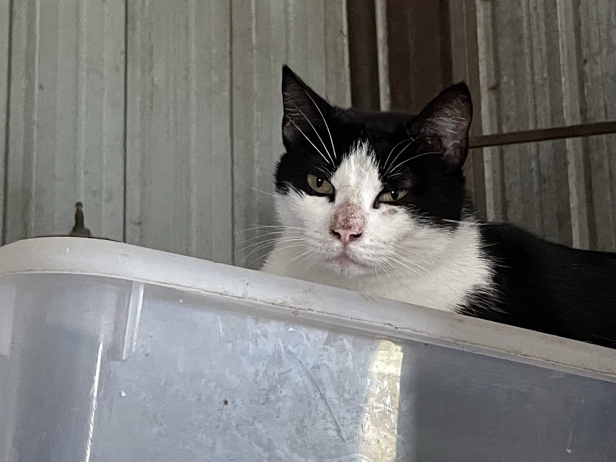 bray4peace's tweet photo. @ArleneMach People have been dumping dogs, cats &amp; even horses out here by us in record numbers.  We just found 2 mama cats with 8 kittens in our barn.  We are working to build trust then spay/neuter them before finding loving, forever homes. So many abandoned, it's truly sad #CatsOfTwitter https://t.co/gCcPZqkQQq