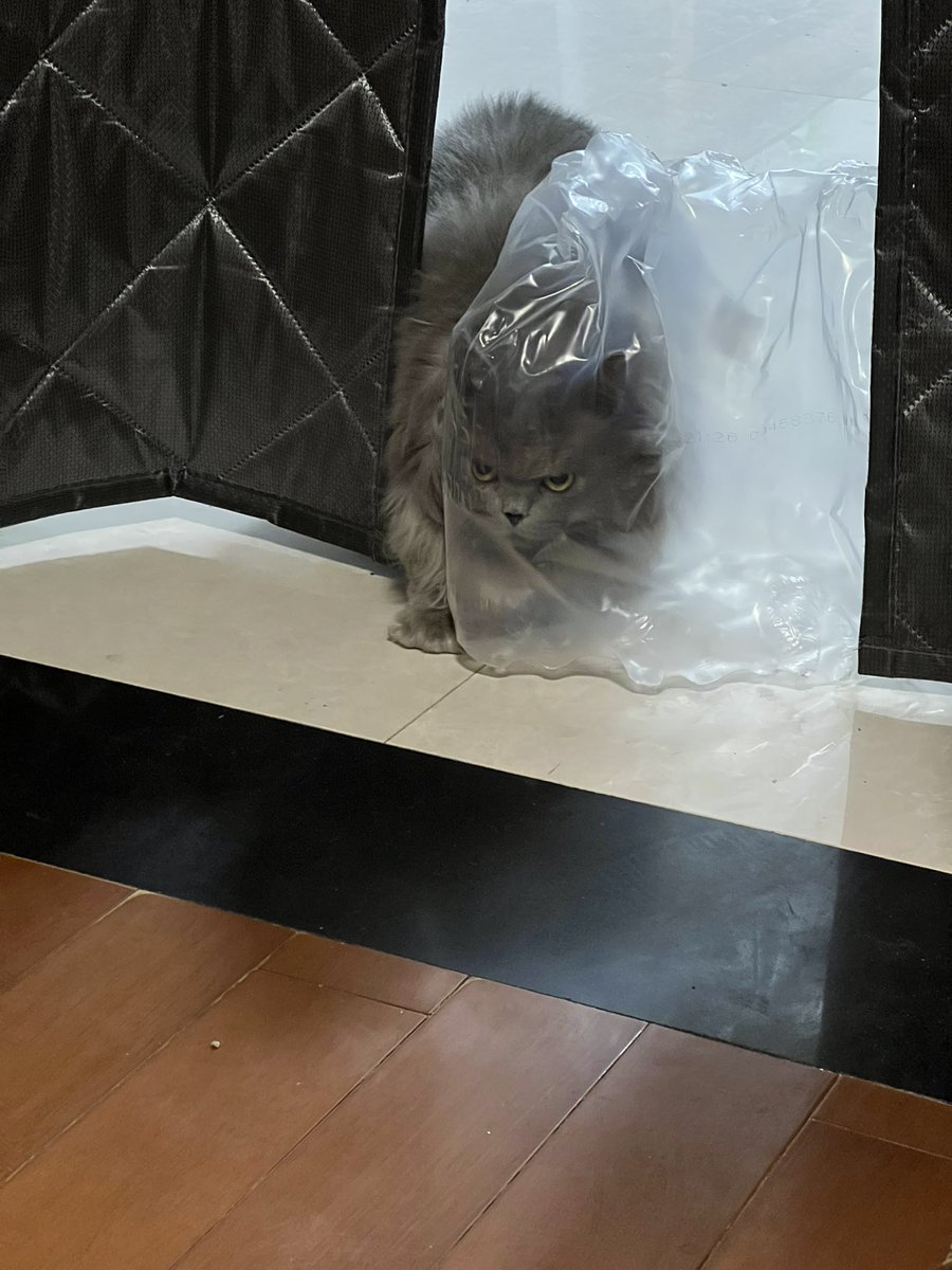 救命，蠢猫和塑料袋打起来了