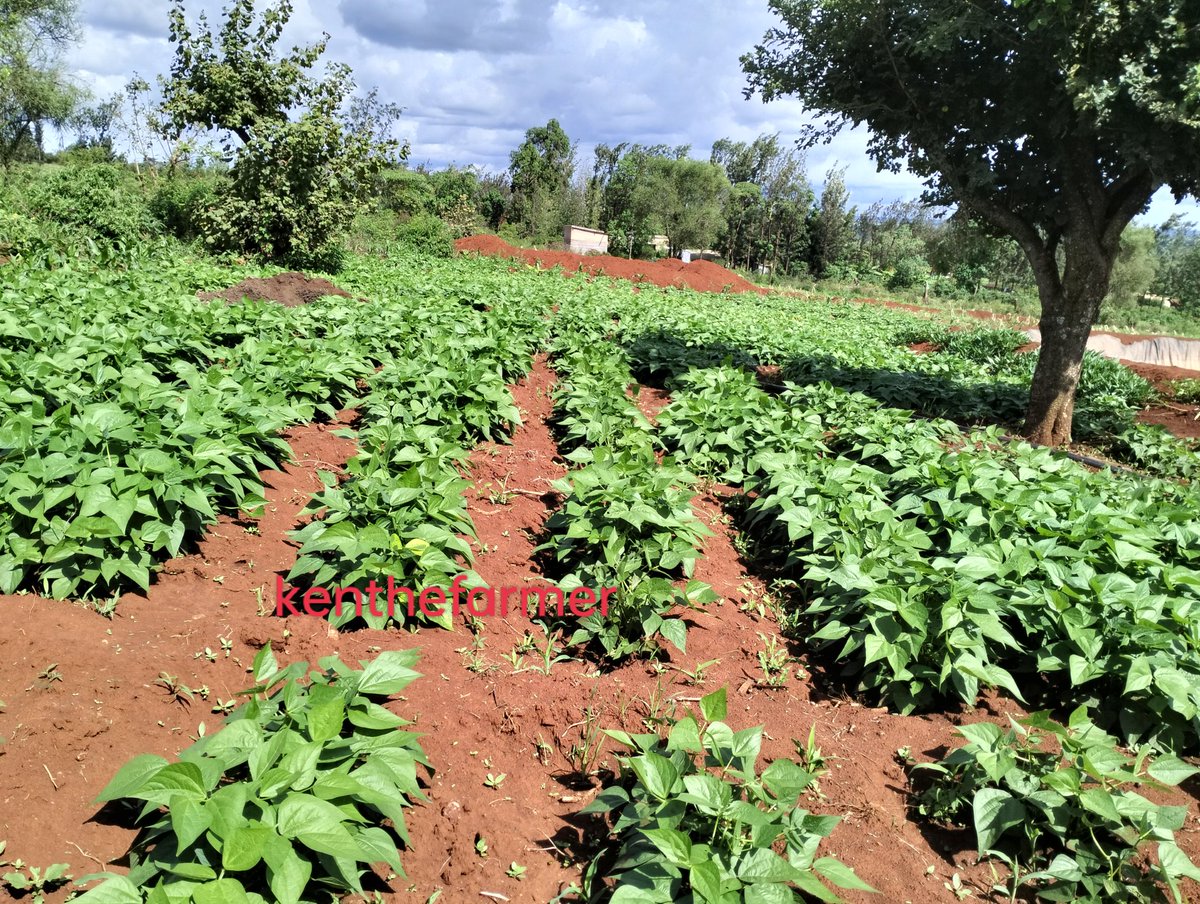 #frenchbeans 

*Variety -samantha
*Maturity -42-50days
* Can produce 4-5 tonnes per acre.
*Price 30-180ksh per kg currently at 70ksh .

Have you benefitted from the rains?