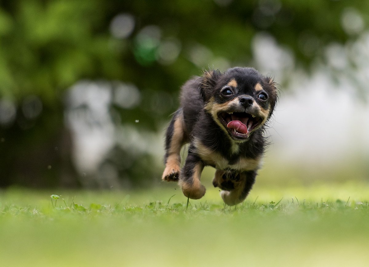 PawstyleO's tweet photo. How To Train Your Puppy The Right Way – Introducing Your Puppy To Your Home And Family
Puppy training is very important, whether you are training your first puppy or your 20th. Properly training and socializing a puppy is vital to making it a valued

https://t.co/4KPkzyvEVO https://t.co/3etujpk6fO