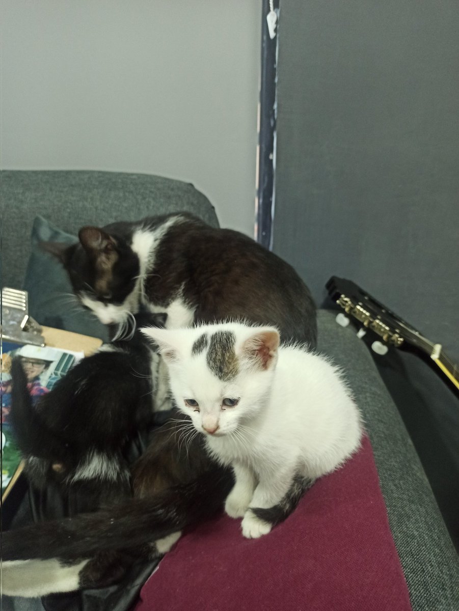 DonPato's tweet photo. @padaguan Una gatita, se metió de noche a mi oficina y tuvo gatitos. Y ahora estoy cuidando a los 5. Pero los gatitos ya estan en edad de buscarles una buena casa. https://t.co/hJKk7w0464