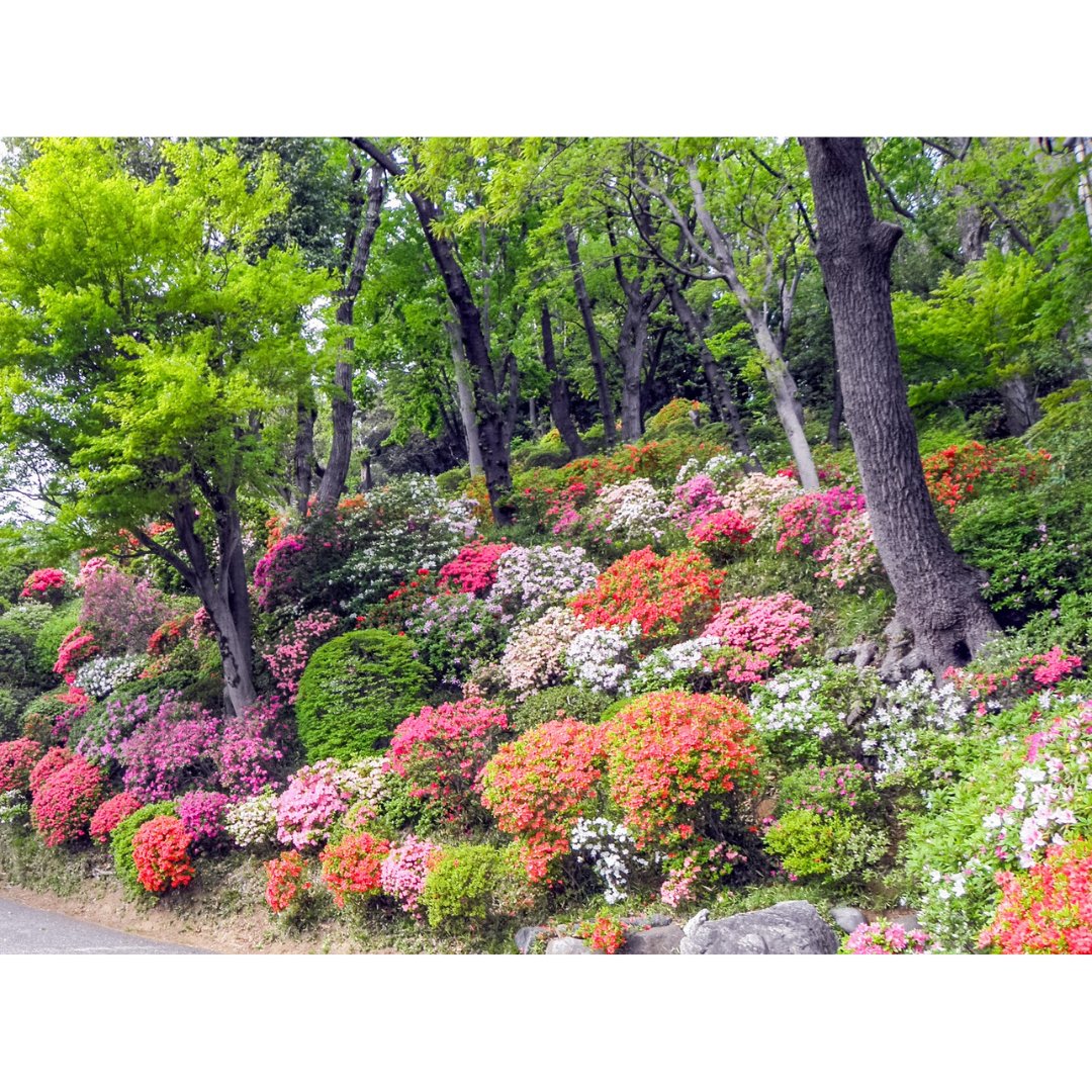 You can enjoy another spectacular sight this year at Togakuin Temple, also known as the “Azalea Temple”👍
เพลิดเพลินไปกับความสวยงามของดอกซึซึจิที่วัดโทกาคุอิน วัดที่ได้รับการขนานนามว่าวัดแห่งดอกซึซึจิ👍
#discoverkawasaki #visitkawasaki #japan #flower #คาวาซากิ #ท่องเที่ยว #ดอกไม้