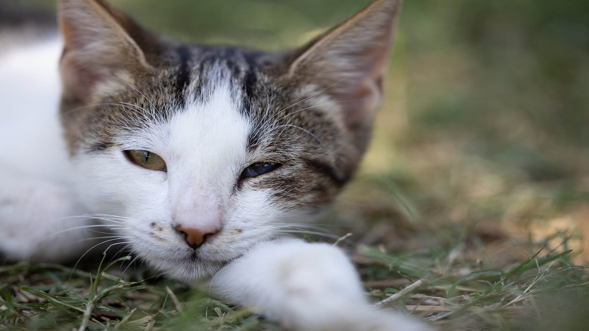 sage_s65739624's tweet photo. Cats communicate through a variety of tail motions, vocalizations, and #eye_contact. What is a cat trying to tell you when they give you the "slow blink"? #Cats #Cats_slow_blink_meaning #Cats_Blink_Slowly #Why_do_cats_blink_slowly_at_you #Cats_Behaviors
https://t.co/8hmGk3RPtd https://t.co/qEH1ECllpz