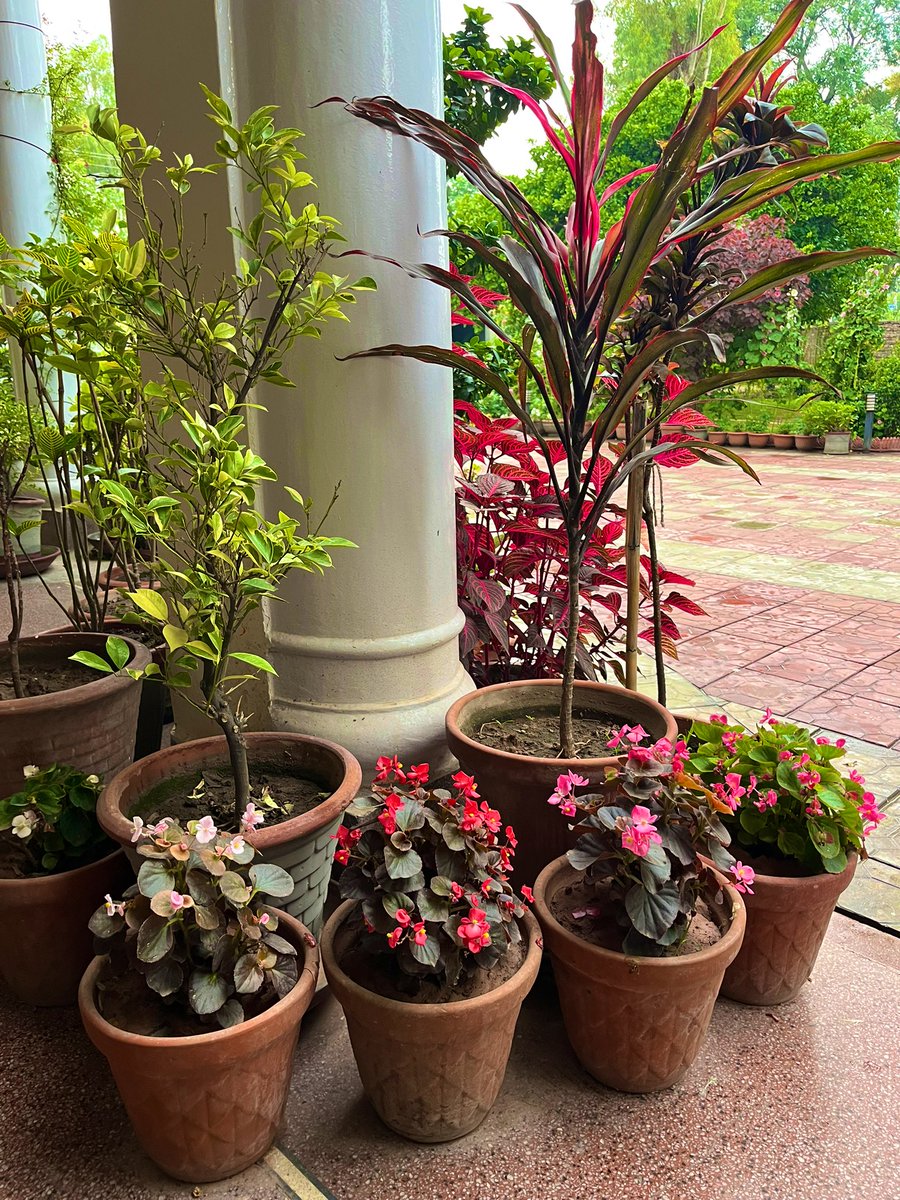 Good morning Twitter folk #JummaMubarak #HappyFriday #Myfridaypost #MyGarden #plants #exoticplants #foliage #beautiful #fridaymorning #FridayVibes #GardeningTwitter #Dracaena #RedTplant #Iresine