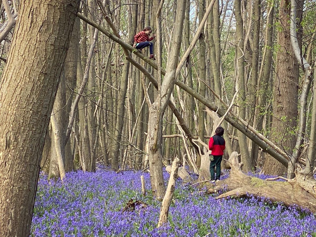 WalkinginKent's tweet photo. Bluebell woods above Chilham.
.
#chilham #walkinginkent #walkingwithkids #walkinguk #bluebells #bluebellwoods #wildflowers #ancientwoodlands #kent #kentdowns #kentaonb #godmersham #walkingforfun #walkingwithfriends #lovewalking #walkingwiththedog https://t.co/AcF6Y0eWRf