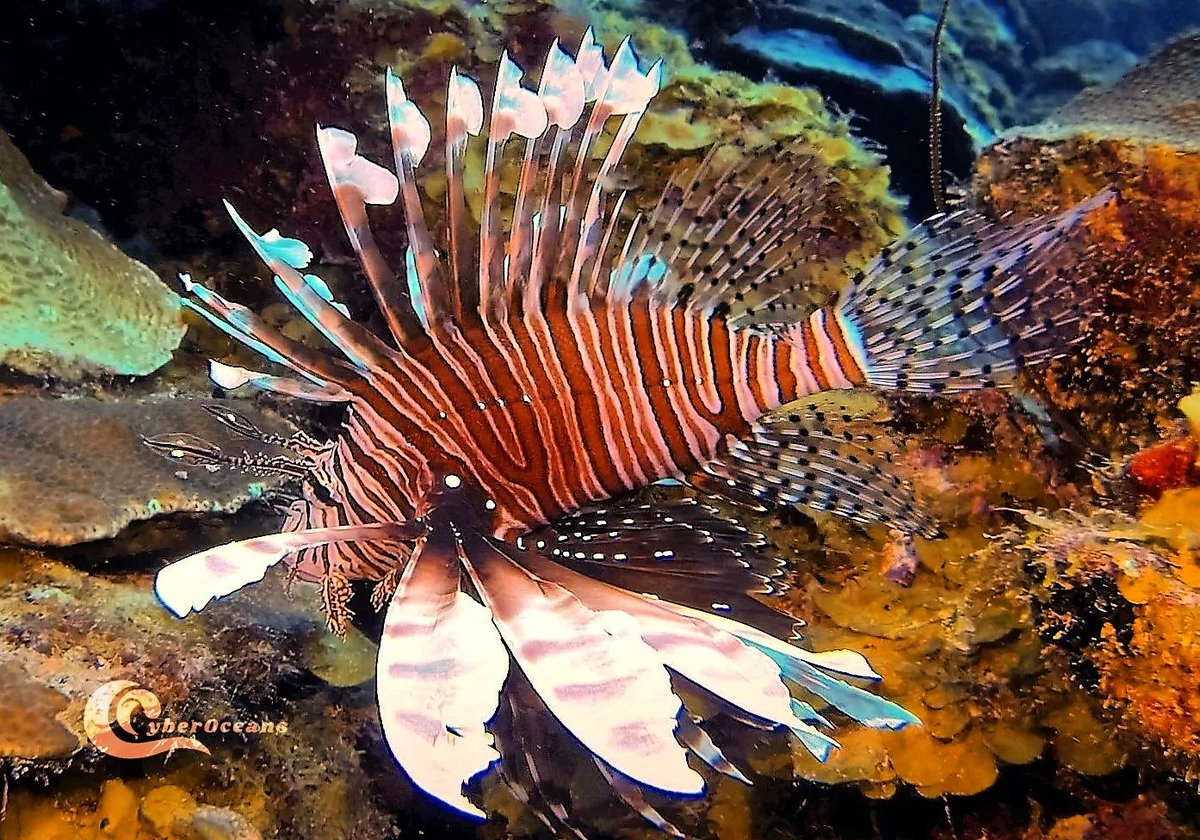 A fish 🐟 , but it is a lion 🦁, no really it is a lying! It is just a fish y'all🙂#coral #lionfish #ocean 
Credits - Instagram: cyberoceans