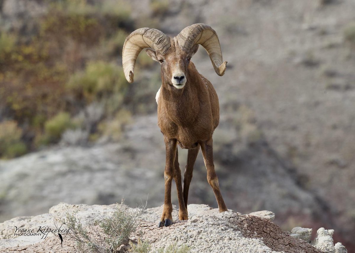 I want you all to be like this Ram🐏 . I want you to hit your troubles out 👍😈 #ramsaresick #bighornsheep #mountains 
Credits - Instagram: yvonnekipenberg