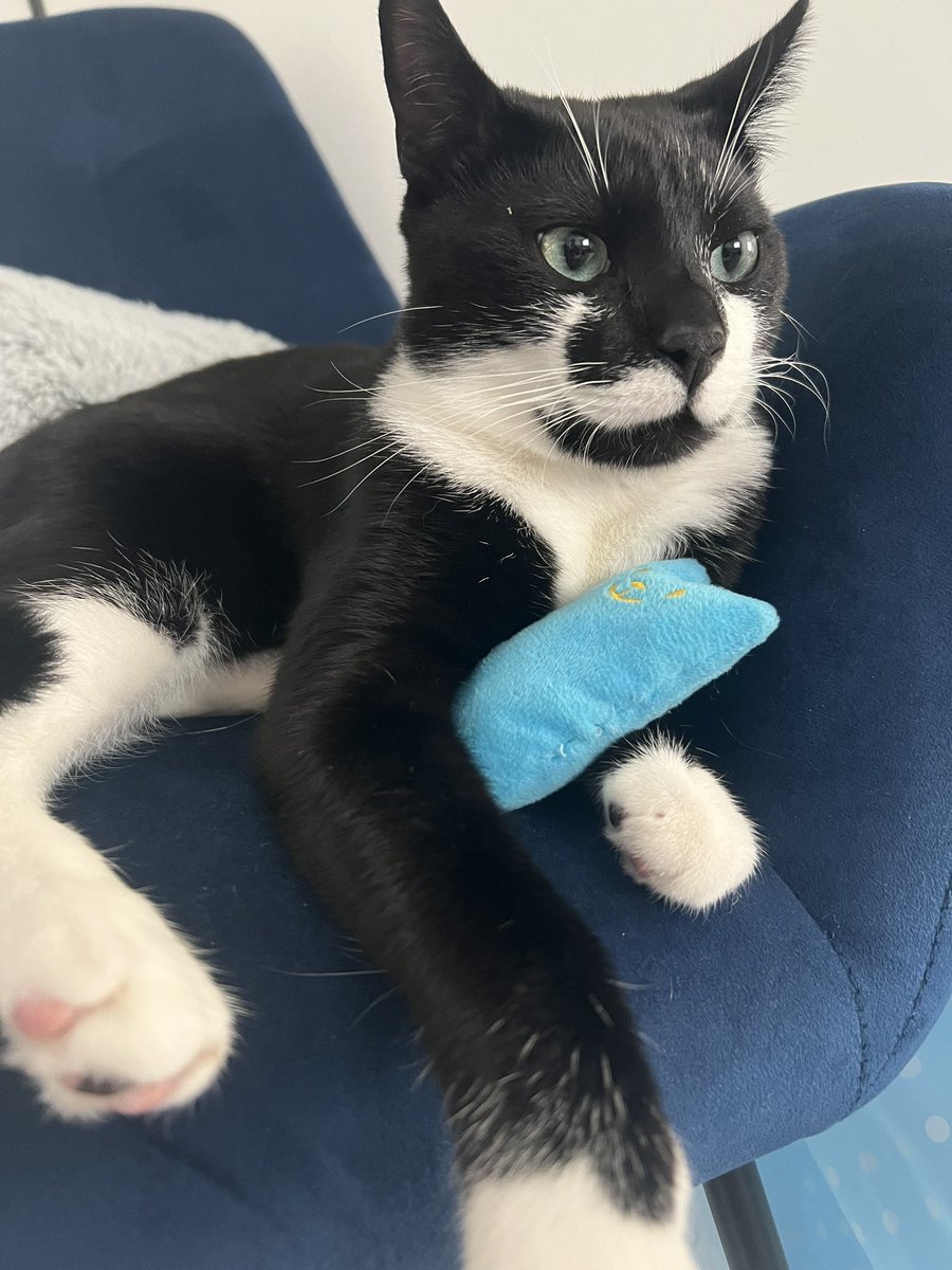 When did I get so big? I use to be a tiny kitten my mum could hold in her hand! 
It’s coming up to my first birthday though 🙌🏼
#Cat #GuardiansOfTheGalaxyVol3 #MayThe4thBeWithYou #CatsOfTwitter