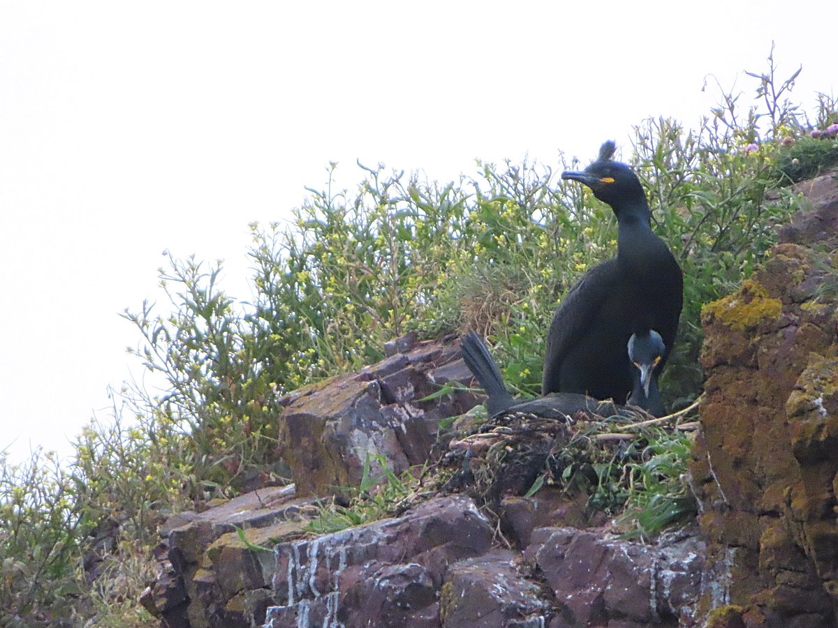 This is the first year I’ve seen #EuropeanShags nesting on this side of @dunbarharbour above the mouth of the harbour entrance. Maybe I’ve just not been that observant in previous years! 📷 (c) SDavies