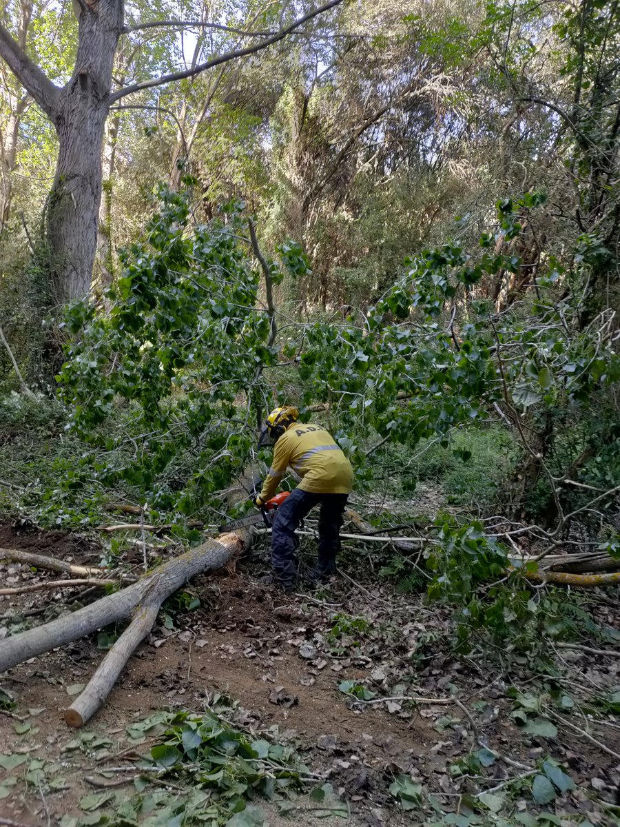 AdfMontseny's tweet photo. Dimecres, activitats per @ajlagarriga, enretirem la branca caiguda d'un pollancre en mig de pista forestal. Ens dirigim al lloc de l'incident, ubicat al Torrent del Planell, i el tallem per reobrir el pas forestal.
ADF Montseny-Congost https://t.co/Gh2Fgb7amJ