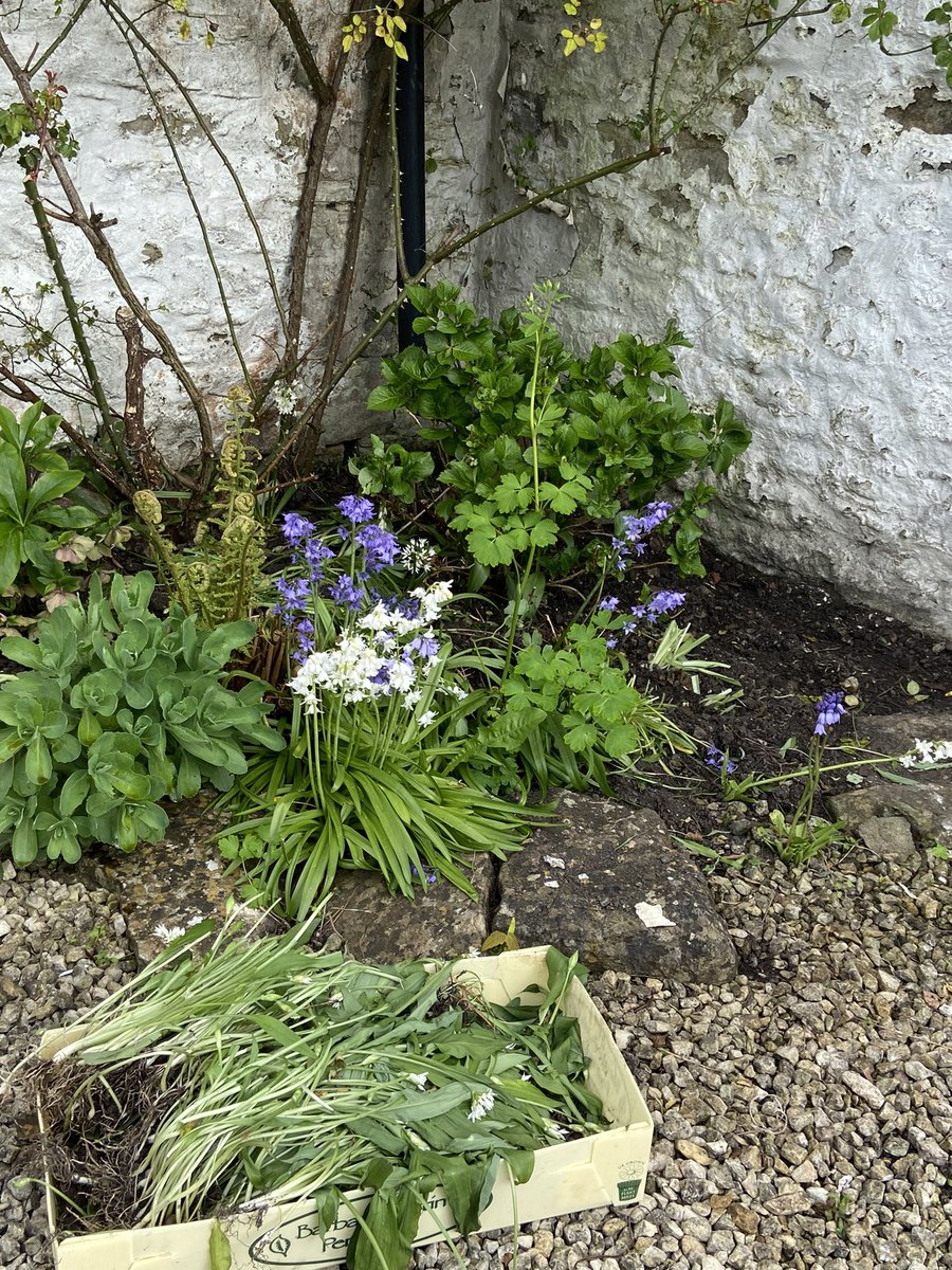 Digging up my wild garlic patch for replanting somewhere in the garden where I don’t mind it spreading. Taking off the leaves first. Wild garlic salt coming soon 🧄