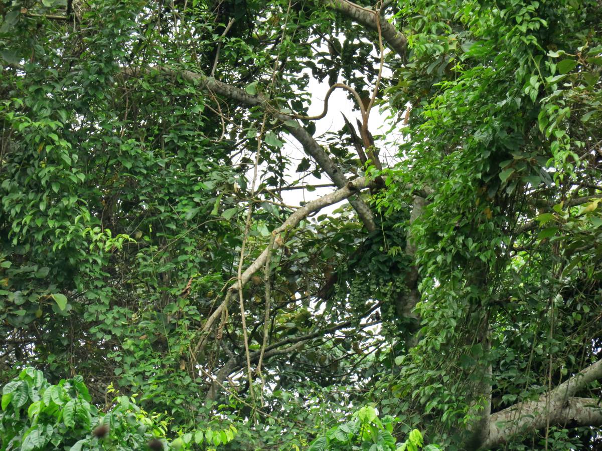 Did you know that #gorillas, like many other primates, make #nests for sleeping? These intelligent creatures create comfortable and safe sleeping spots by weaving branches and foliage. Just another reason to appreciate the amazing abilities of our primate cousins!

Help protect