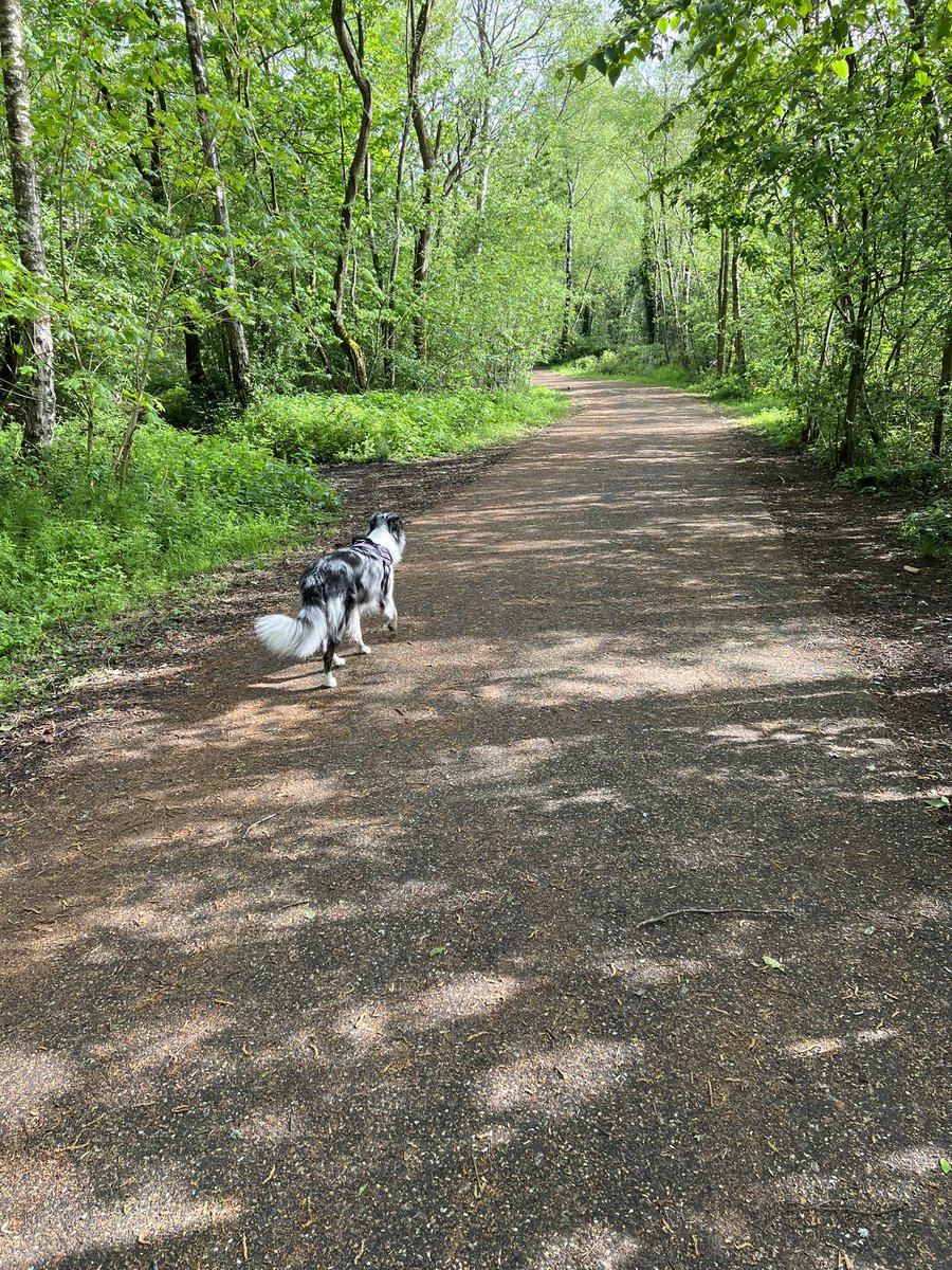 judy_6896's tweet photo. What a lovely day to take mum for a walk 🥰😀🐾#billiethebluemerle #bluemerlebordercollie 💕 https://t.co/LGs7U759qm