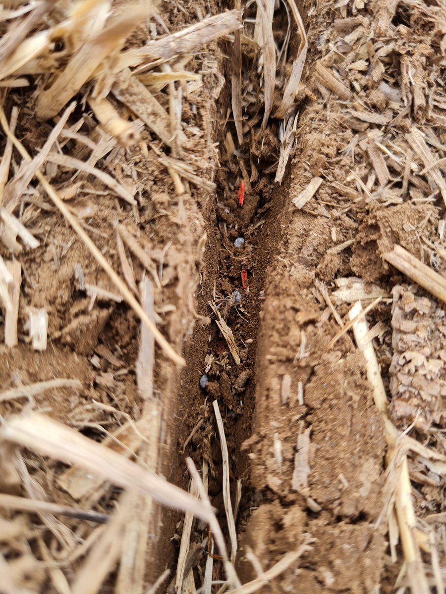 Fer Scaramuzza tweet media