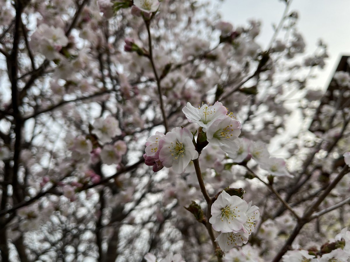 桜とスケッチ