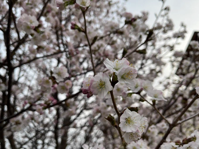 桜とスケッチ