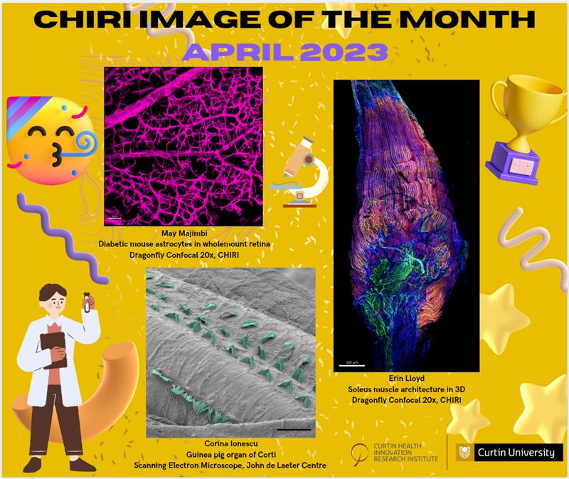 Michael Nesbit (@mlnesbit) on Twitter photo Our first image of the month competition is over! Thanks to all our entries from our awesome researchers <a href="/CurtinUni/">Curtin University</a> <a href="/CurtinHIVE/">Curtin HIVE</a> Our first image of the month competition is over! Thanks to all our entries from our awesome researchers <a href="/CurtinUni/">Curtin University</a> <a href="/CurtinHIVE/">Curtin HIVE</a>