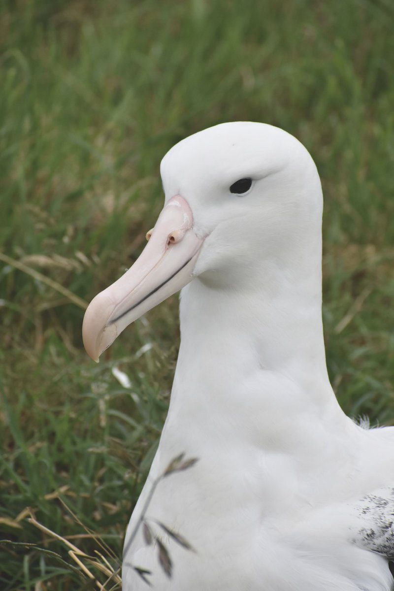 Happy Friday!
Almost the weekend 🎉 enjoy this beautiful albie, gotta love that face! 
#royalalbatross #dunedinnz 

📷 Laura Findlay