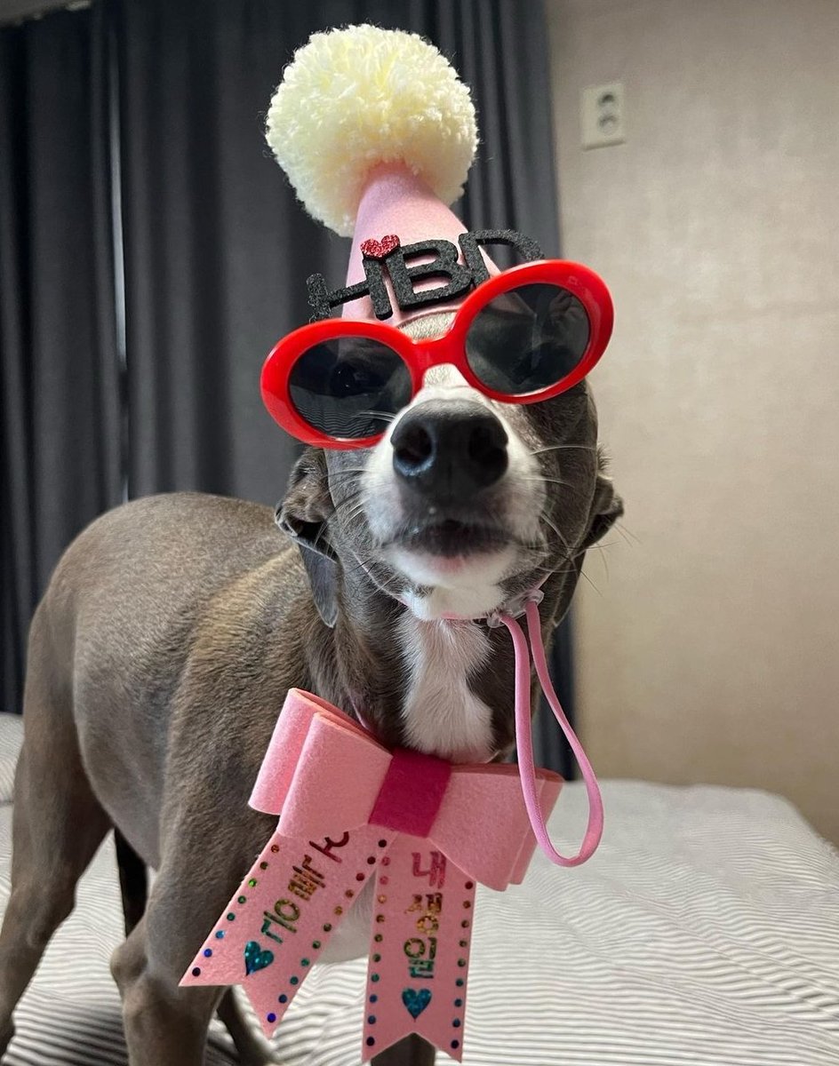 haute_only's tweet photo. 🤭🤭🤭🤭 역시 잘 어울릴줄 알았어! 
우리 슈스견 오뜨~~^^  똑같죠?
우린 인형에 해봤는데~^^ 
오뜨가 직접하니까 훨씬 멋지네요~~^^
9살 생일 축하해~~^^
인증 고마워~^^ 승훈아~^^ https://t.co/hfvgdGKtoF
