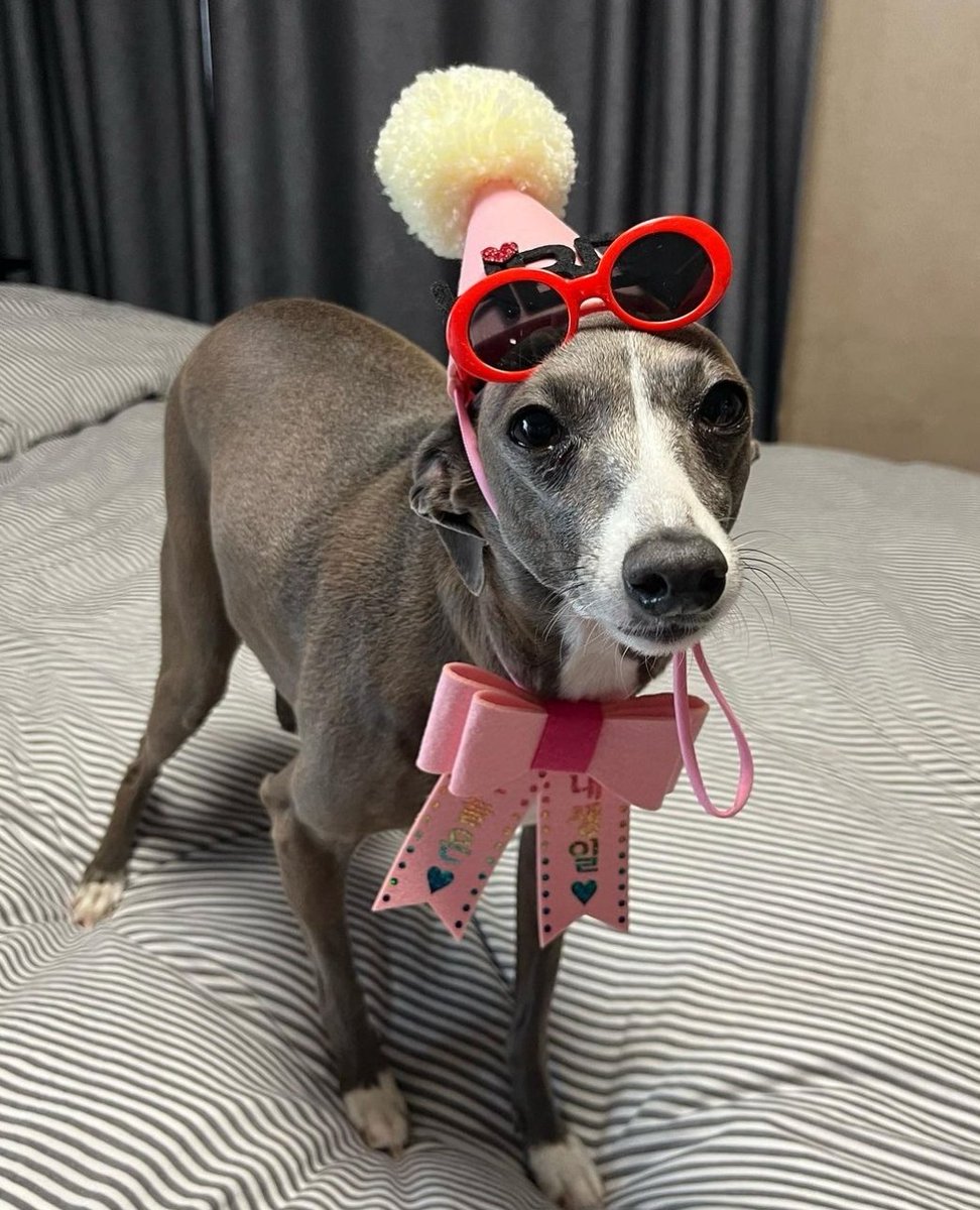 haute_only's tweet photo. 🤭🤭🤭🤭 역시 잘 어울릴줄 알았어! 
우리 슈스견 오뜨~~^^  똑같죠?
우린 인형에 해봤는데~^^ 
오뜨가 직접하니까 훨씬 멋지네요~~^^
9살 생일 축하해~~^^
인증 고마워~^^ 승훈아~^^ https://t.co/hfvgdGKtoF