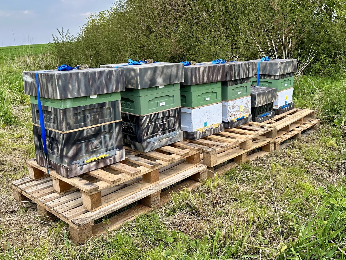 HarboroughHoney's tweet image. We moved some bees to a new location this week, an absolute beauty spot! We are sure they are going to do well. #apiary #apiarylife #bees #honeybees #apismellifera #harborough #beekeeping #beekeepers #beefarmers #britishbeekeepersassociation #bbka