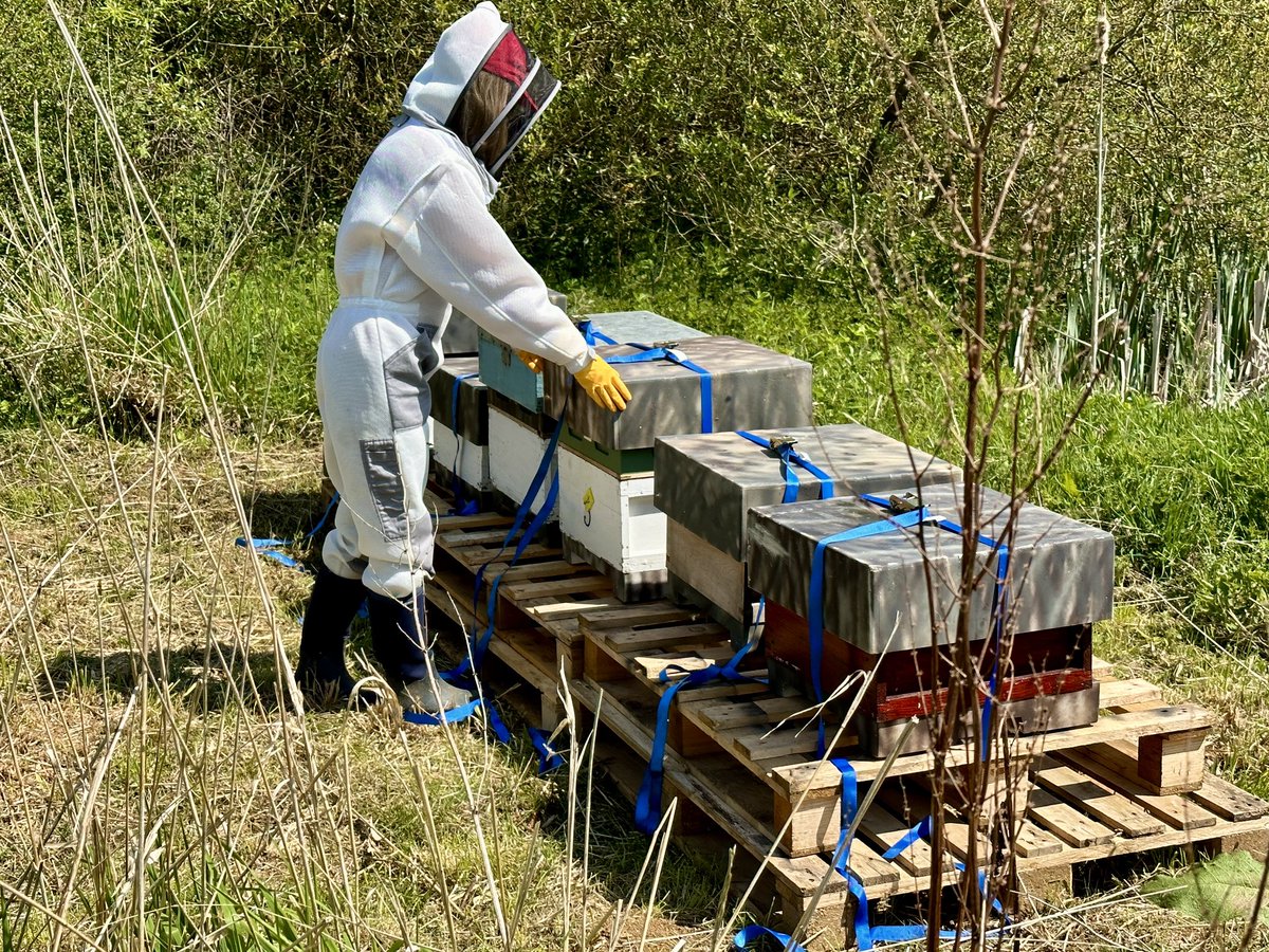 HarboroughHoney's tweet image. We moved some bees to a new location this week, an absolute beauty spot! We are sure they are going to do well. #apiary #apiarylife #bees #honeybees #apismellifera #harborough #beekeeping #beekeepers #beefarmers #britishbeekeepersassociation #bbka
