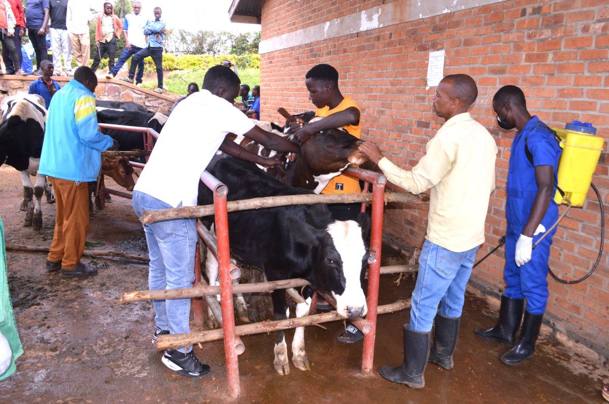 Iki gikorwa cyari kiyobowe n'Umuyobozi w'Akarere Wungirije Ushinzwe Iterambere ry'Ubukungu Madame <a href="/parfaiteuwera/">UWERA Parfaite</a> aho cyaranzwe no gufuherera inka no kuzikingira indwara y'Ubuganga (Lift Valley) akaba ari igikorwa gikomeje gukorwa mu karere kose kubera ibi bihe by'imvura nyinshi