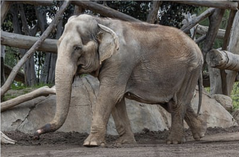 ElephantsRule's tweet photo. #RIPMary has died at @sandiegozoo after being kept in captivity for 44 YEARS purely for the pleasure of humans and to attract profits for the the zoo and tourism industry. What a tragedy...💔🐘🐘
#captivitykills
https://t.co/VUzztj5lRJ https://t.co/a3GhpyHYre
