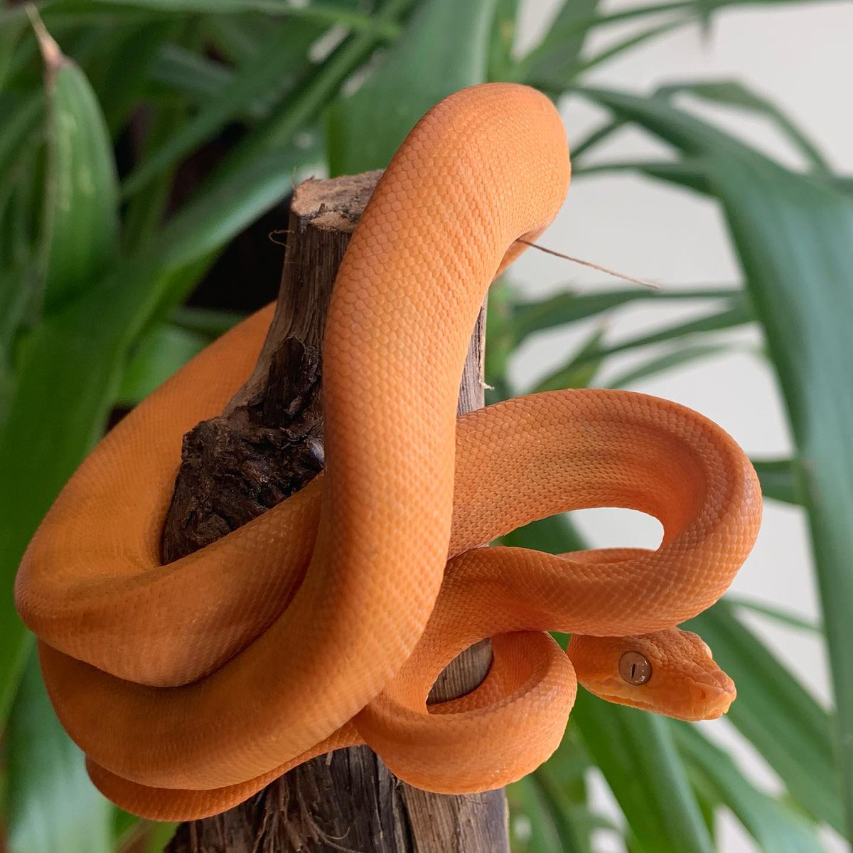 That position again 😗  . . . he does not look happy, please don't touch! 🛑 Awe, he just wanted a mouse 🐭, come in here 🫂#snakesrfriends #snakes #wildlife
Credits - Instagram: gigo_snakes