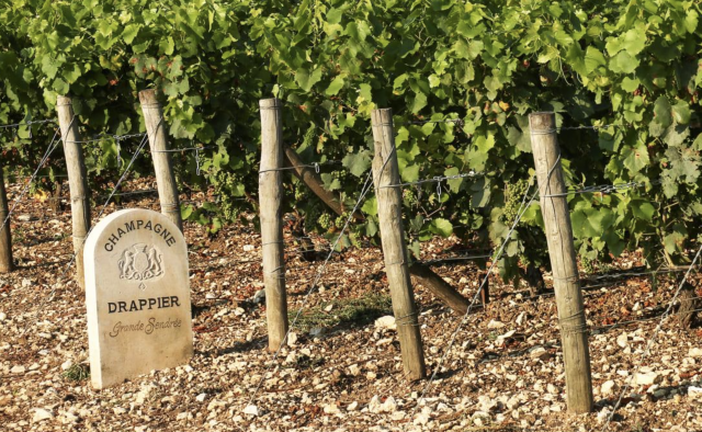 wineworldnews's tweet photo. Drappier becomes first to grow all eight Champagne grapes https://t.co/5D2w2QRF1T on @teamdb #champagne #voltis @Cellarmistress @JancisRobinson @littlestjames https://t.co/wZ9q0k97x0