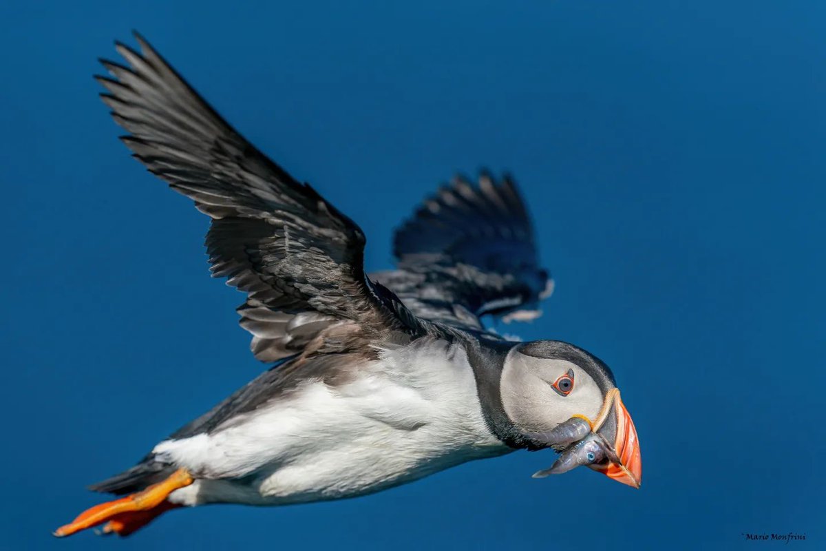 A puffin going for his photo shoot as a cereal icon 😆#puffins #sealife #wildlife 
Credits - Instagram: monfrini_mario_wildphoto