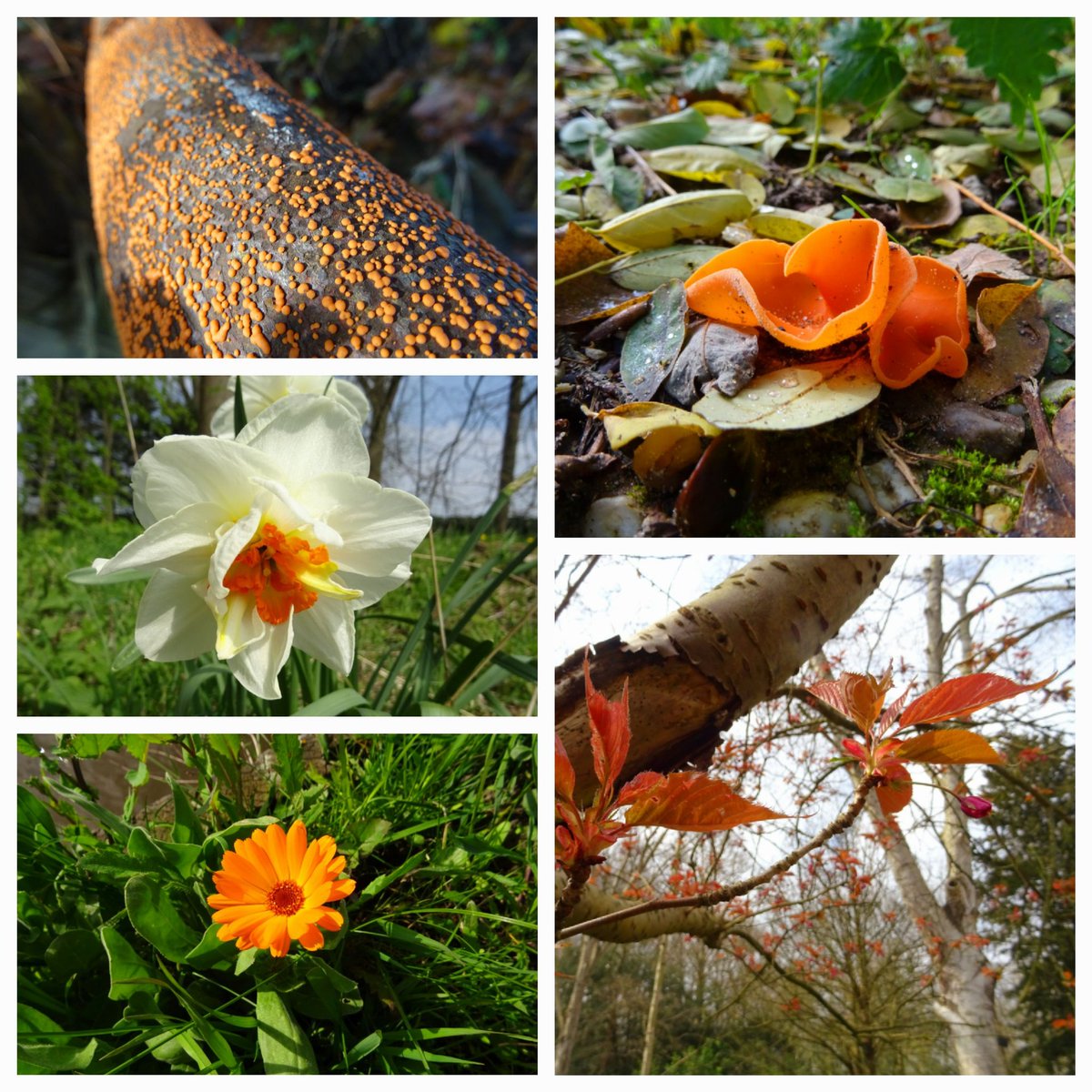 HennaBielander's tweet photo. #KleurInDeNatuur #microchallenge #oranje #5mei https://t.co/hqpVbaQnWm