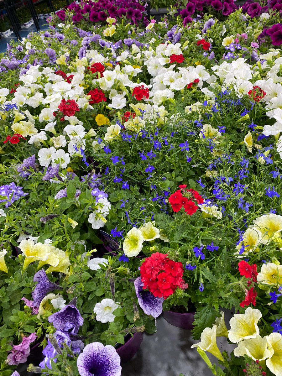 CCCPA2's tweet image. 🌻CCC Annual Plant Sale🌻

💐Getting ready for the final countdown today!

🌼See you this Saturday &amp;amp; Sunday from 10am 

@CastleknockCC