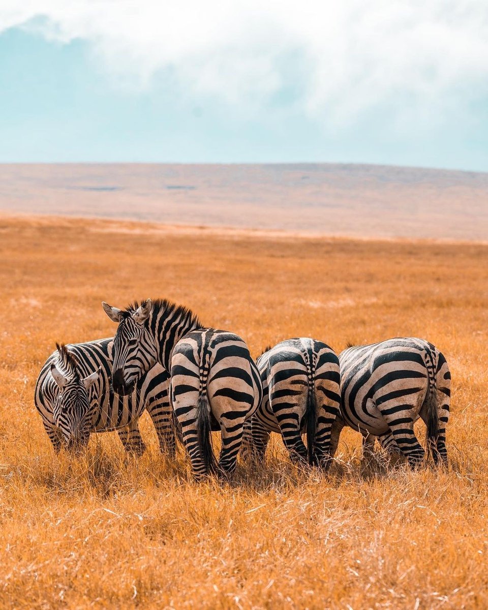 🦓I honestly have a feeling when this photo was taken, it was taken from b.e.h.i.n.d.e 😂 #zebras #africa #wildlife #Tuesday 
Credits - Instagram: nitopa_african_adventures