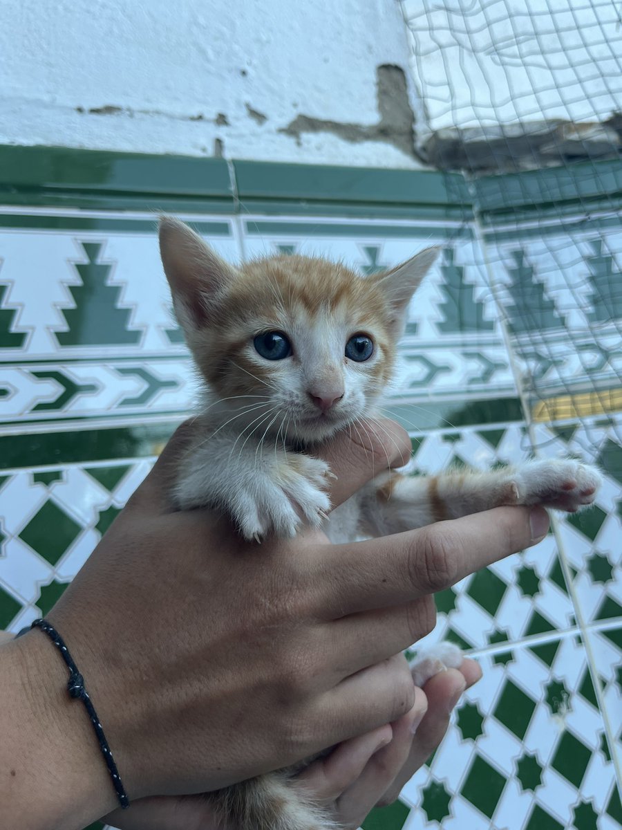 ptrmc_'s tweet photo. Estás 3 preciosidades buscan un hogar lleno de amorrr! si alguien está interesado en adoptarlos puede enviarme un mensaje💗💗

(se agradece difusión) https://t.co/bWy5683Sqo