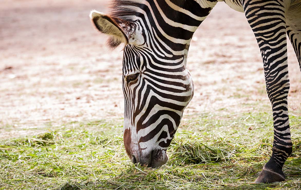 Oef, het regent weer in Kenia! 🌧️ Dat is prima nieuws voor de grévyzebra’s die te kampen kregen met een ongeziene droogte. Dankzij de financiële steun van ZOO Antwerpen en ZOO Planckendael zijn de populaties gered van een erger lot. 🦓Lees meer op ZOOscience.be!