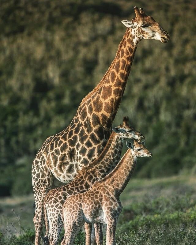 Mother🤱, Brother👦, Sister👧. The way giraffes🦒should be 👍 #giraffes #africa #Savannah 
Credits - Instagram: rajeevrawat335
