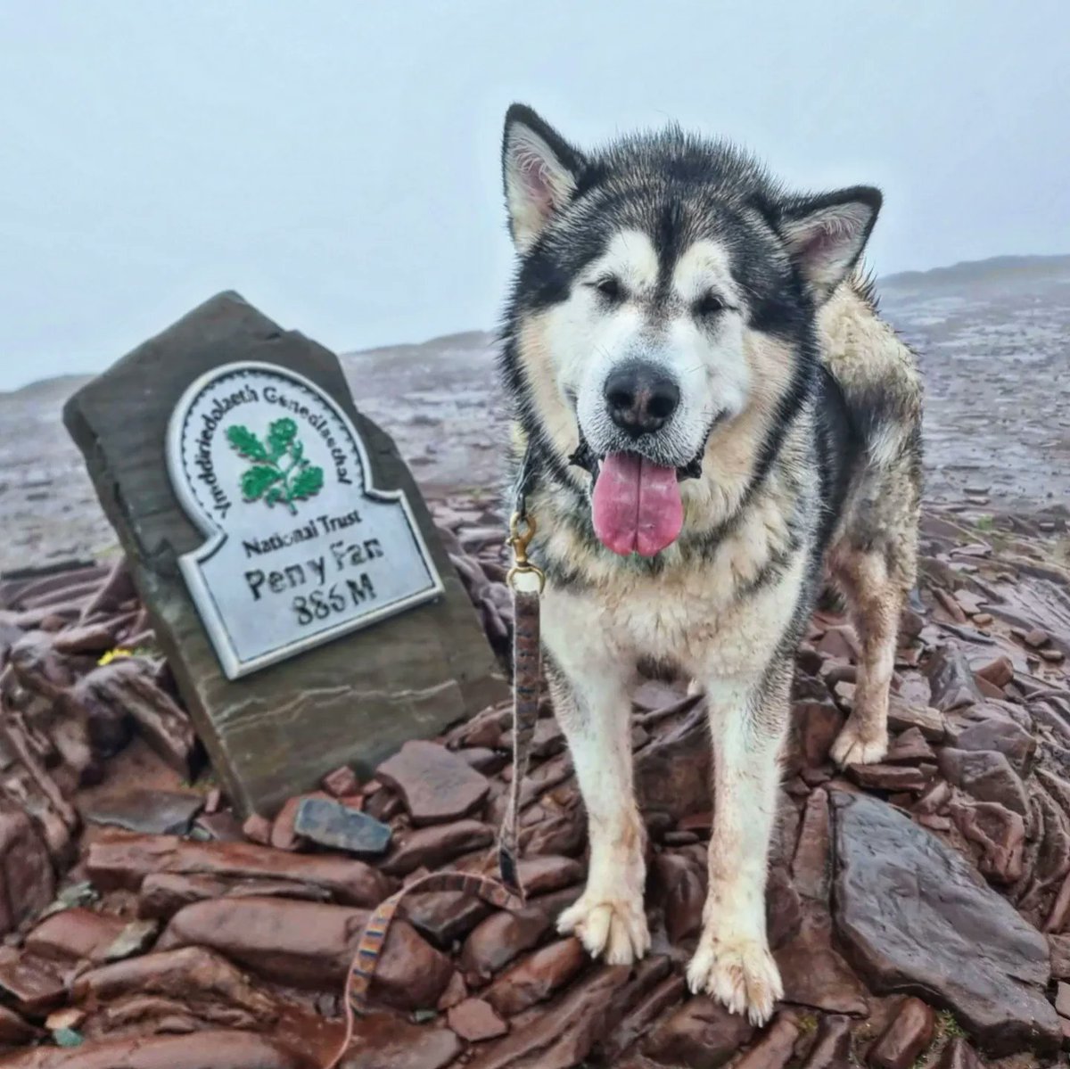 Tracy Purnell tweet media