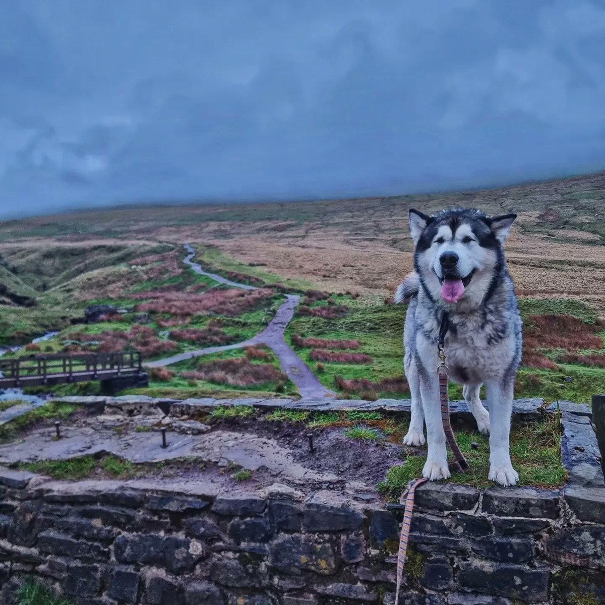 Tracy Purnell tweet media